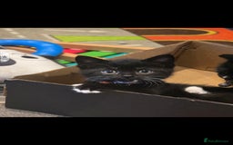 British Shorthair cats for sale: Lovely kittens  - Image 4