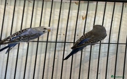 Budgerigars birds for sale: Adult budgies in Whitstable - Image 4