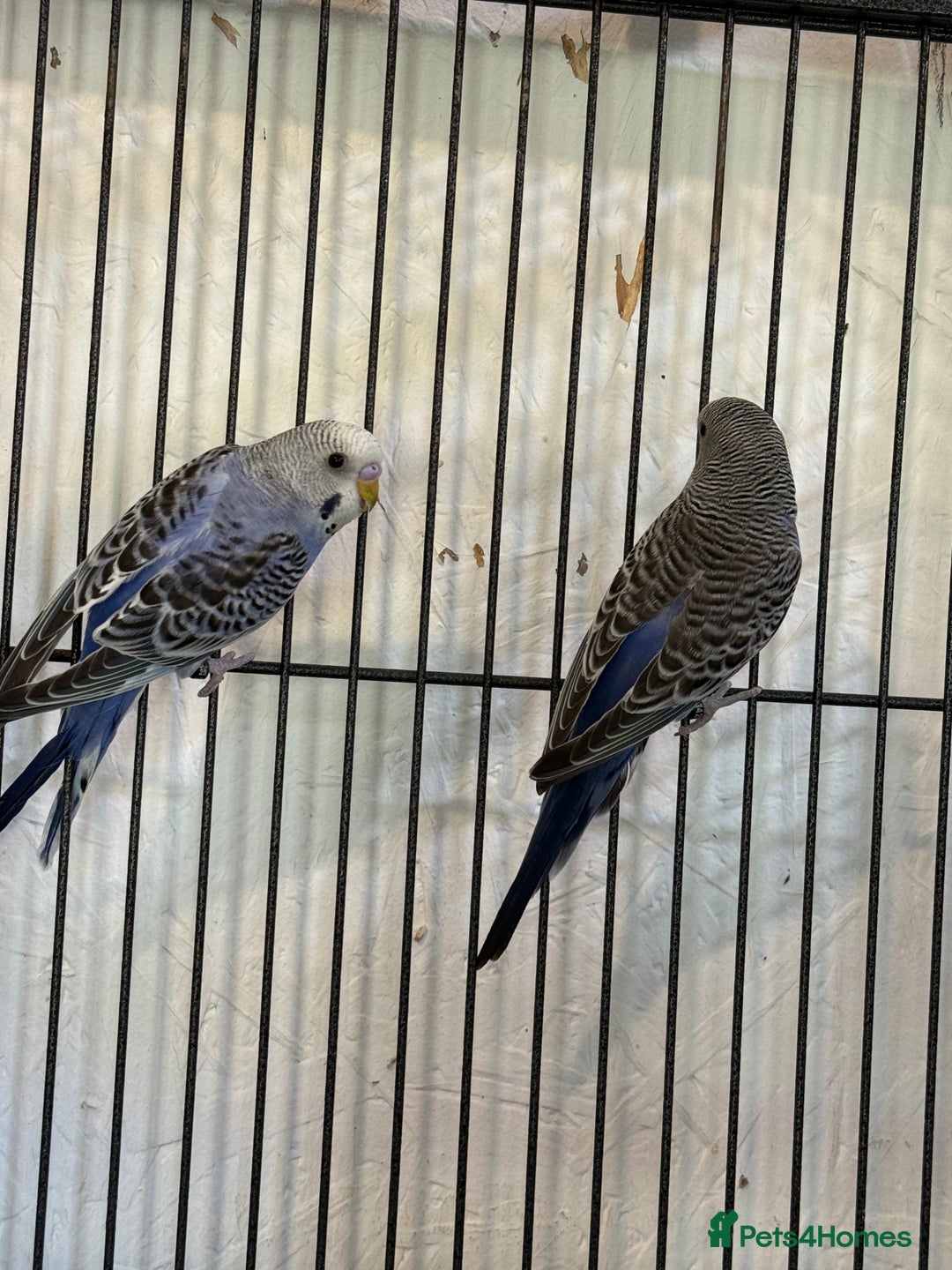 Budgerigars birds for sale: Adult budgies in Whitstable - Image 4