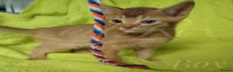 Mixed Breed cats for sale: Beautiful Devon Rex x Abyssinian kittens  - Advert 20