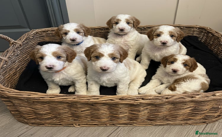 Double Doodle dogs Parti Double Doodles🐾  - Advert 2