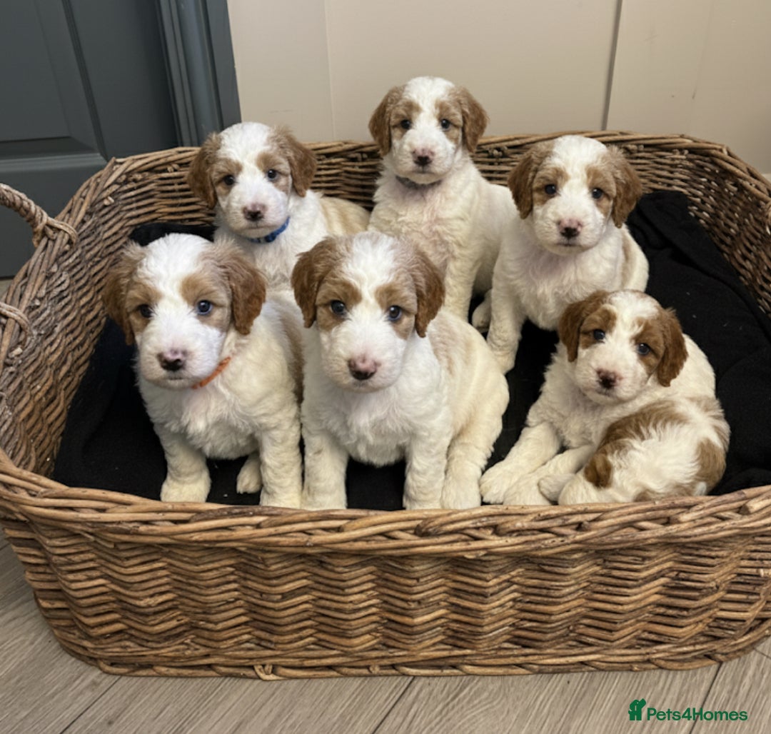 Double Doodle dogs for sale: Parti Double Doodles🐾  - Advert 2