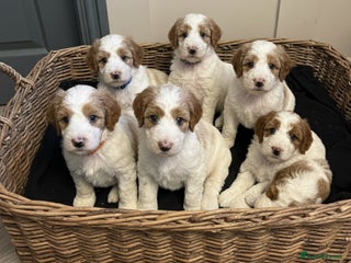 Double Doodle dogs Parti Double Doodles🐾 - Advert 1