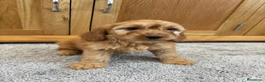 Cockapoo Puppy 6