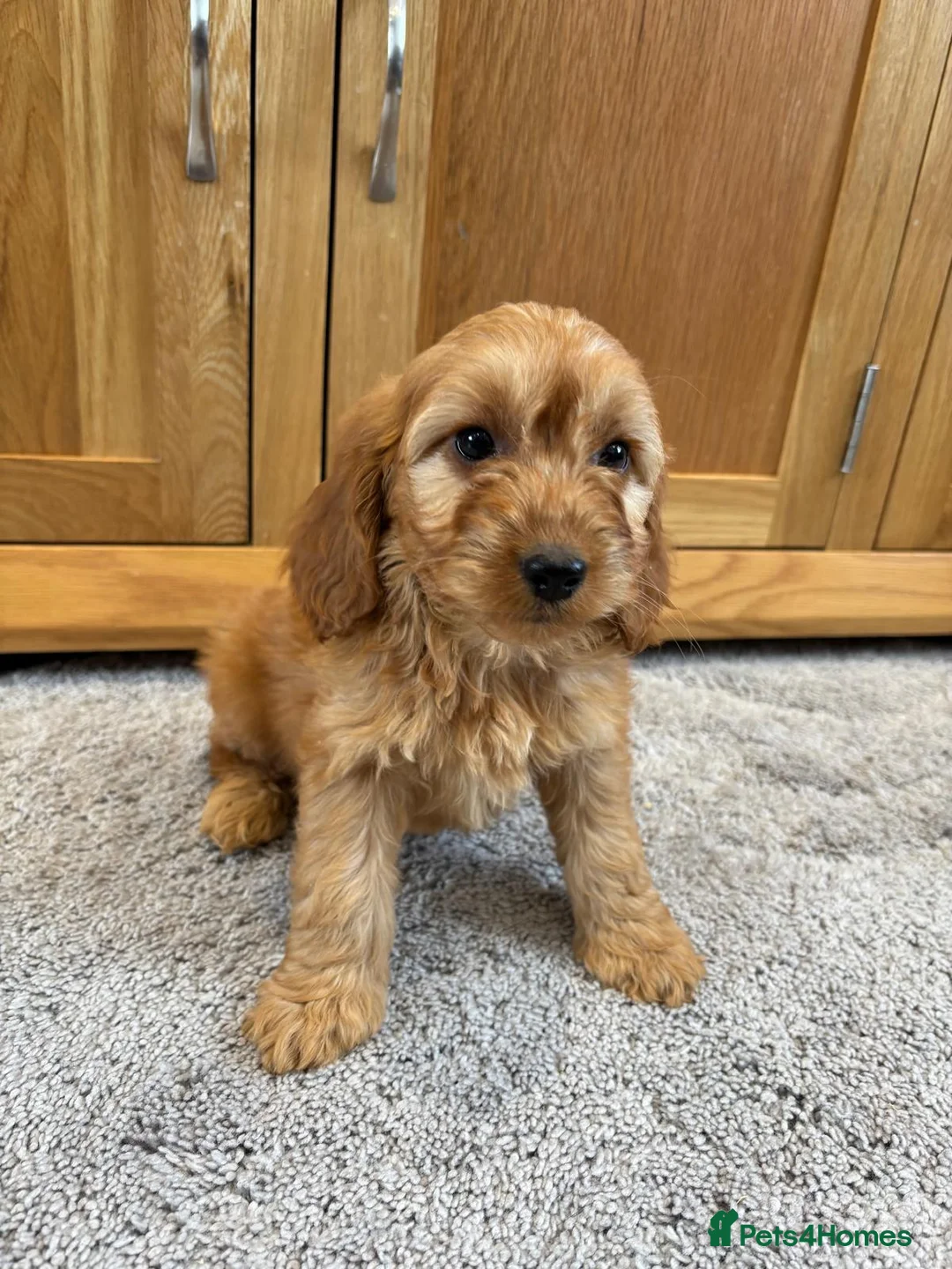 Cockapoo dogs for sale: Cockapoo Puppies LAST GIRL   FULLY VACCINATED  - Advert 20