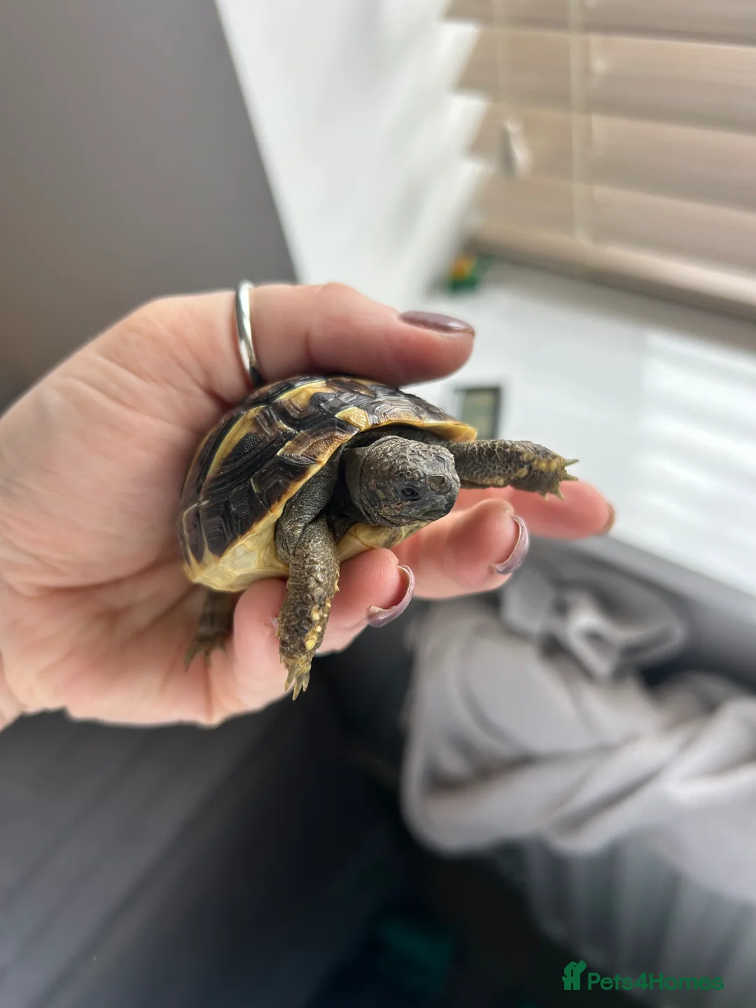 Hermann Tortoise reptiles for sale: 9 months old Herman’s tortoise and set up  - Advert 2