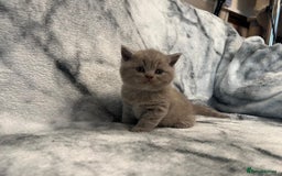 Scottish Fold cats for sale: 🐾 Scottish Fold Kittens – Sweet, Rare & Ready Now - Image 15