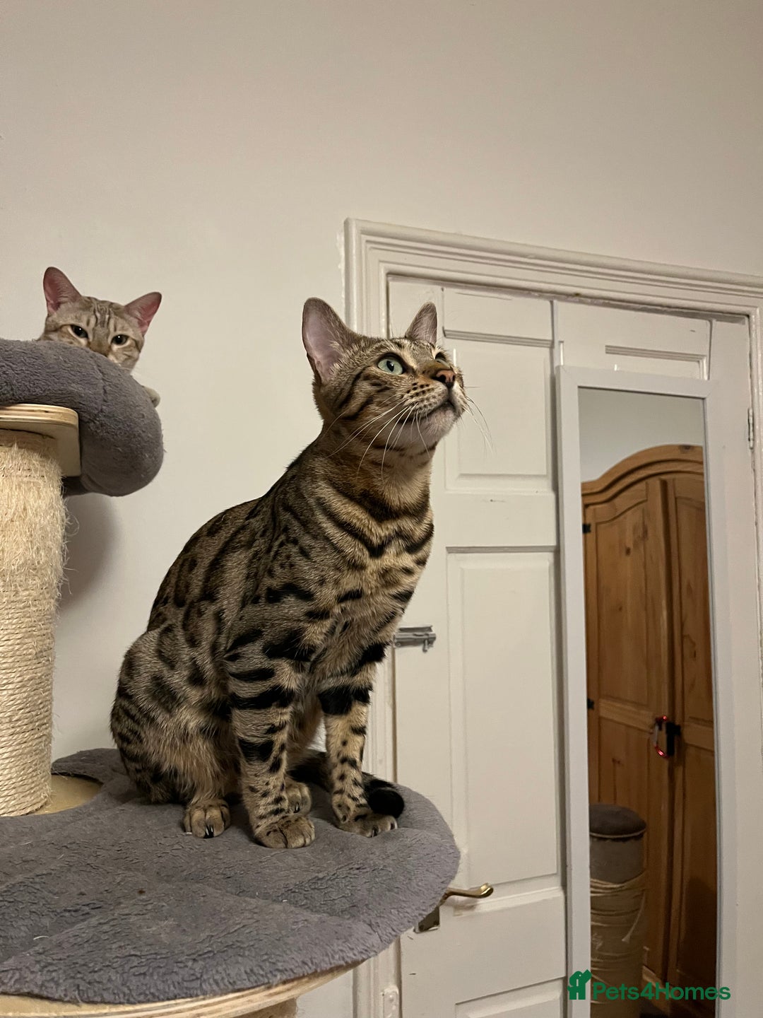 Bengal cats for sale: Beautiful bengals - Image 4