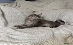 Maine Coon cats for sale: Stunning Maine Coon kittens - Image 6