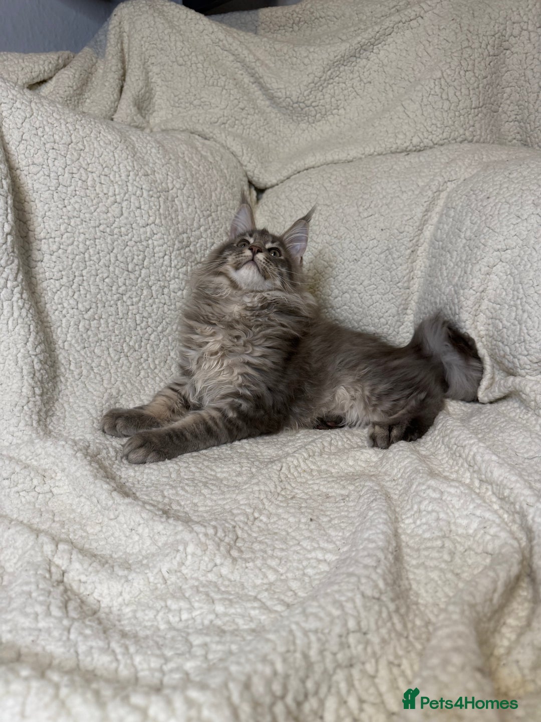 Maine Coon cats for sale: Stunning Maine Coon kittens - Image 6