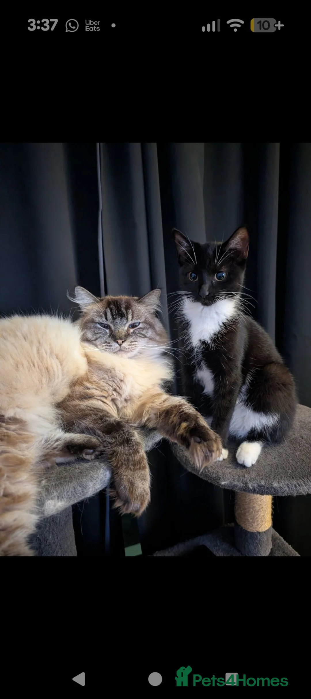 Ragdoll cats for sale: Beautiful lynx point male  - Advert 2