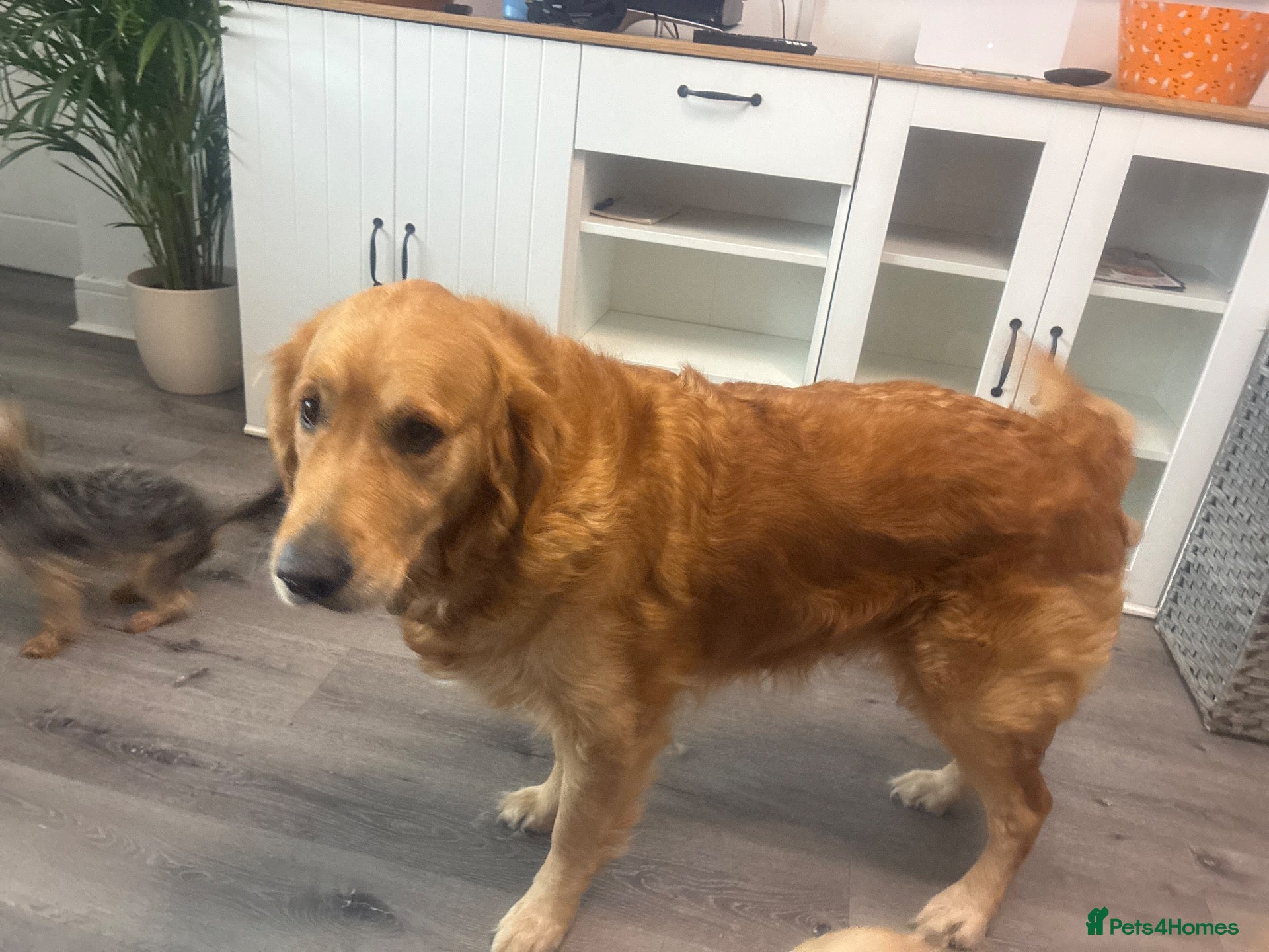 Golden Retriever dogs for sale: Golden retriever puppies due December  - Advert 1