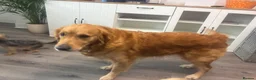 Golden Retriever dogs for sale: Golden retriever puppies due December  - Advert 1
