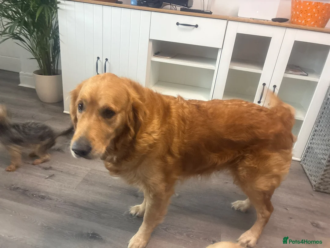 Golden Retriever dogs for sale: Golden retriever puppies due December  - Advert 1