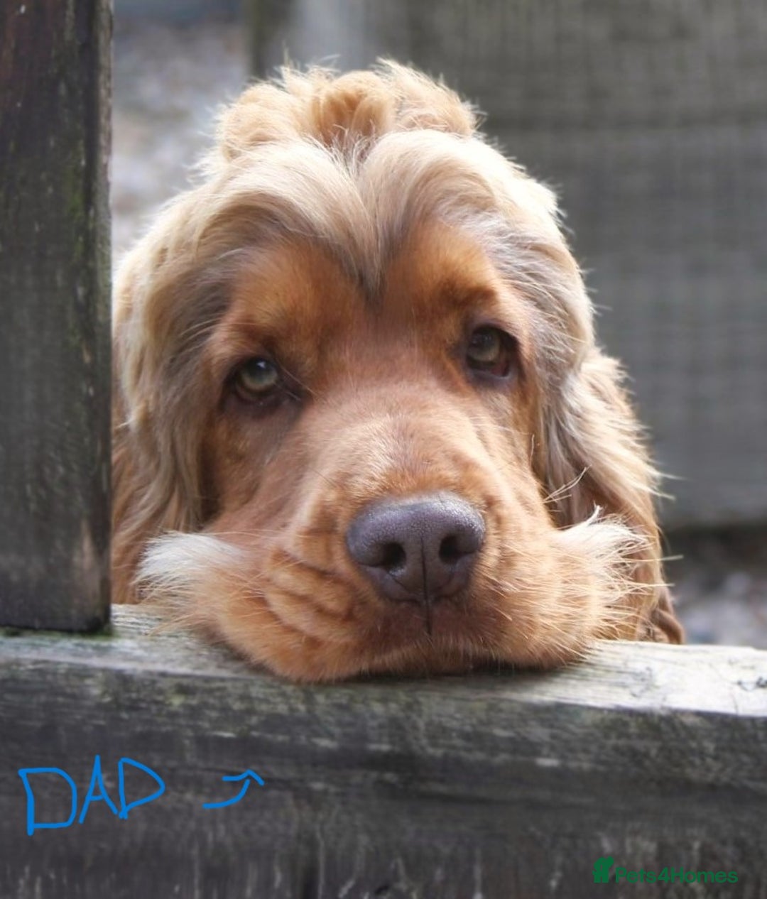 Cocker Spaniel dogs for sale: KC registered Cocker Spaniel puppies - Image 1