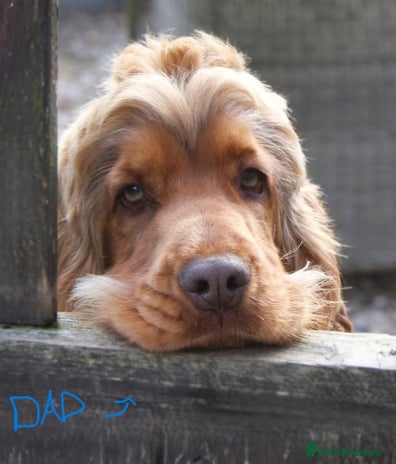 Cocker Spaniel dogs - Advert 7