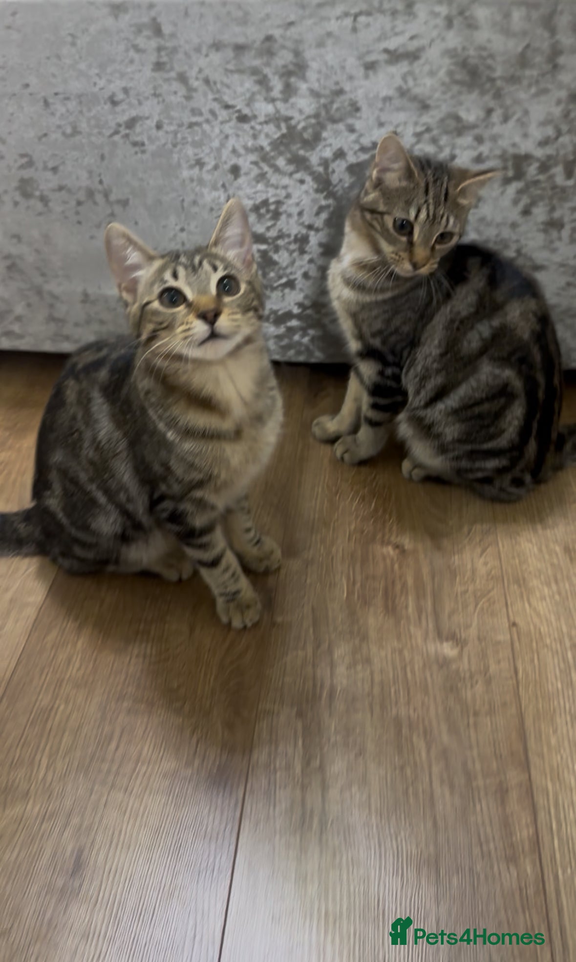Mixed Breed cats Pair of Bengal cross kittens! - Advert 1