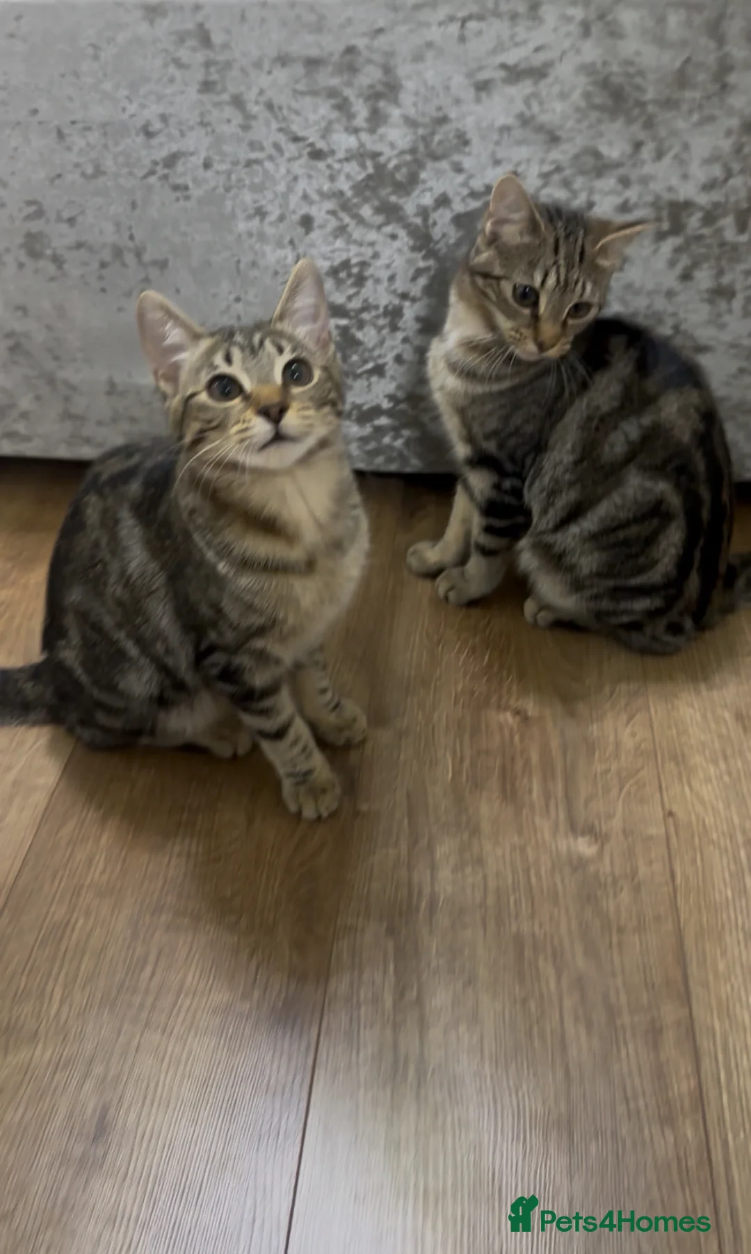 Mixed Breed cats for sale: Pair of Bengal cross kittens! - Advert 1