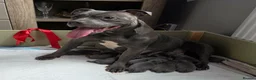Staffordshire Bull Terrier dogs for sale: 8 Stunning staffie puppies  - Advert 5