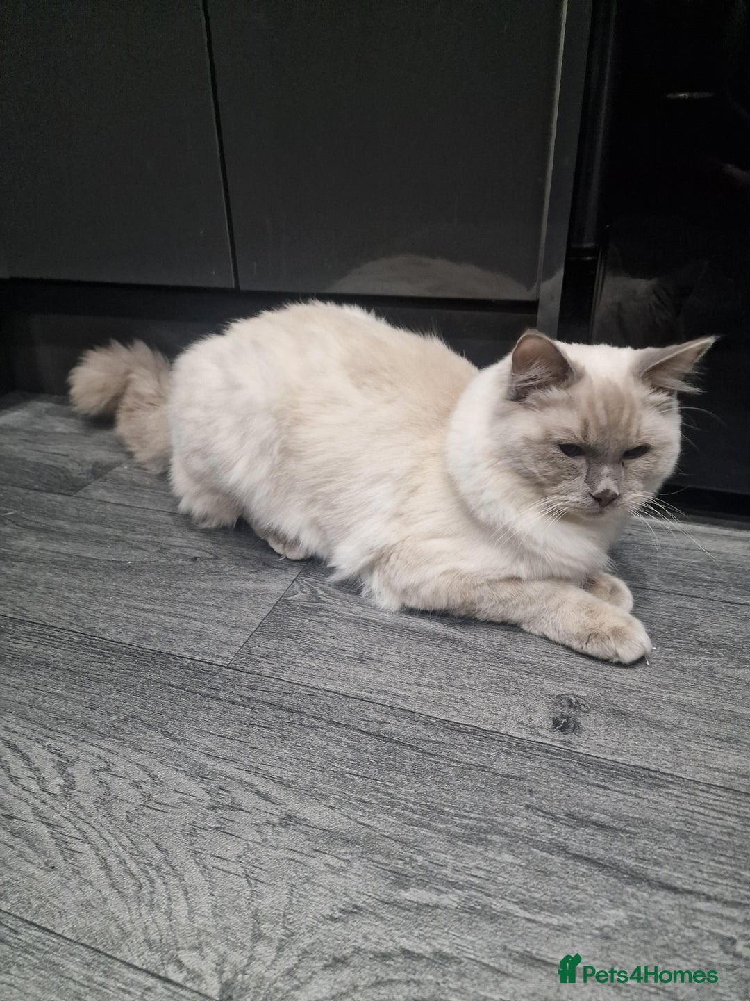 Ragdoll cats for sale: Ragdoll blue point  - Advert 2