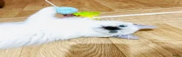 Ragdoll cats for sale: ❤️ Very special homes needed GCCF RAGDOLLS  - Advert 17