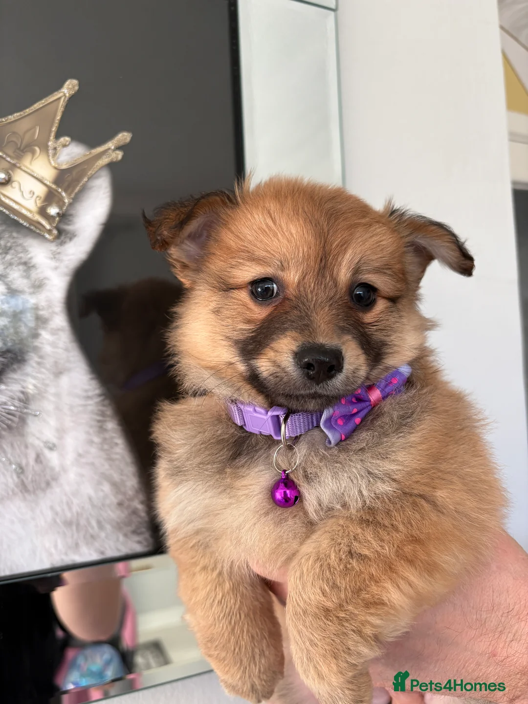 Mixed Breed dogs for sale: Italian volpino x deer head chihuahua puppies  - Advert 11
