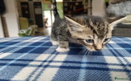 Mixed Breed cats for sale: Calico Mum, Tabby Dad kittens for sale - Image 11