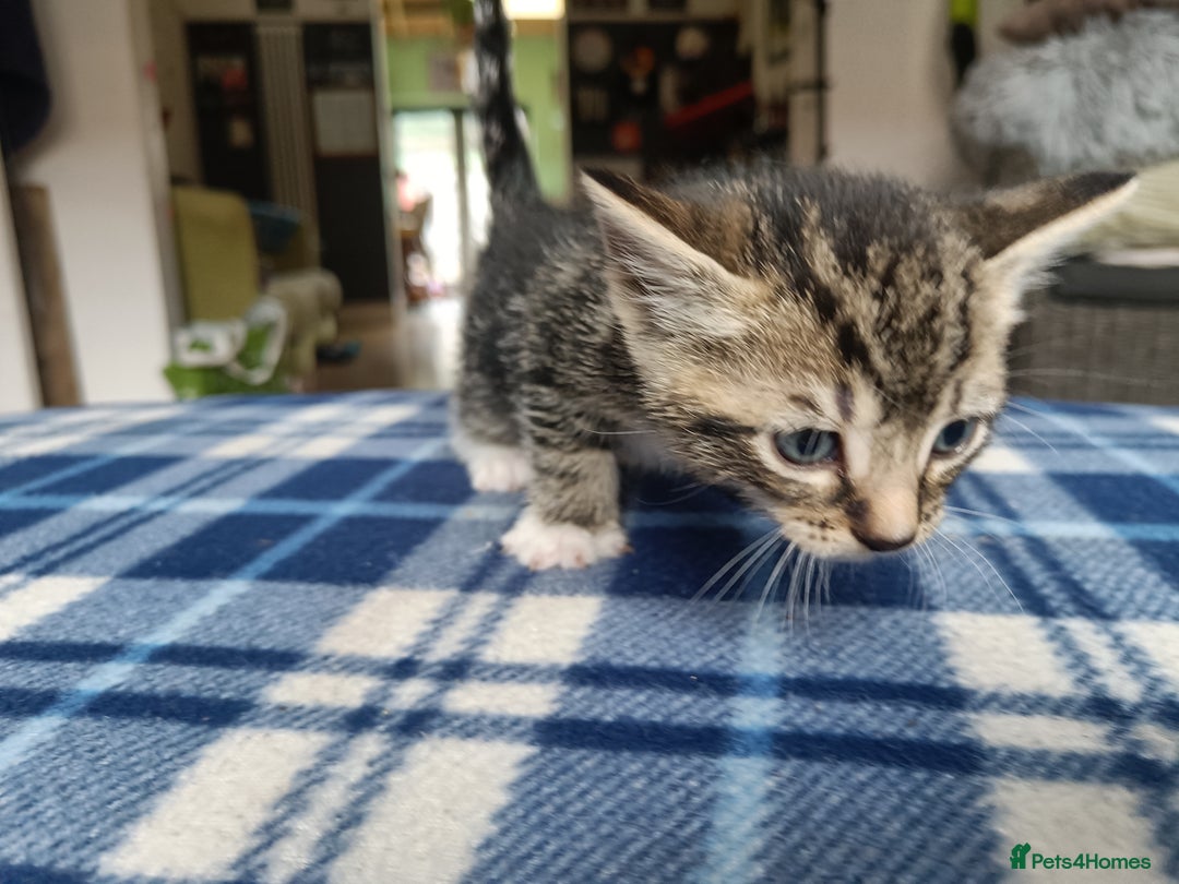 Mixed Breed cats for sale: Calico Mum, Tabby Dad kittens for sale - Image 11
