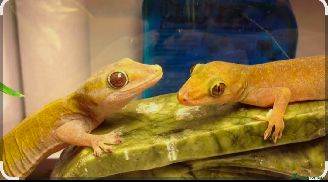 Gecko reptiles Pair of proven Golden Geckos  - Advert 15