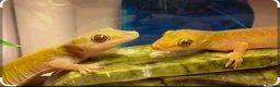 Gecko reptiles for sale: Pair of proven Golden Geckos  - Advert 1