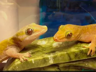Gecko reptiles Pair of proven Golden Geckos - Advert 15