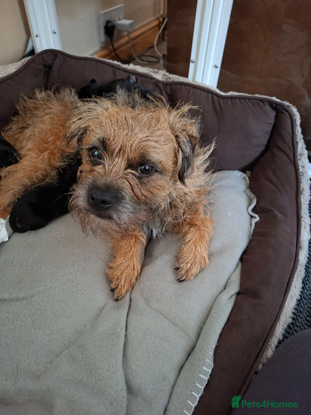 Border Terrier dogs for sale: Border terrier puppies in King's Lynn - Advert 4