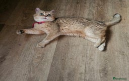 Scottish Fold cats for stud:  Amazing Scottish straight gold male for stud  - Image 4