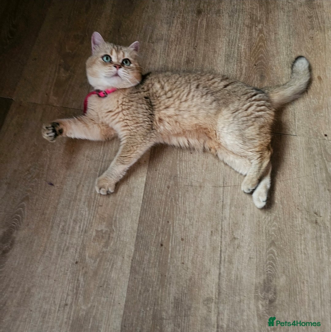 Scottish Fold cats for stud:  Amazing Scottish straight gold male for stud  - Image 4