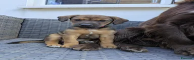 Mixed Breed 2