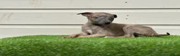Whippet dogs for sale: Blue whippets  - Advert 28