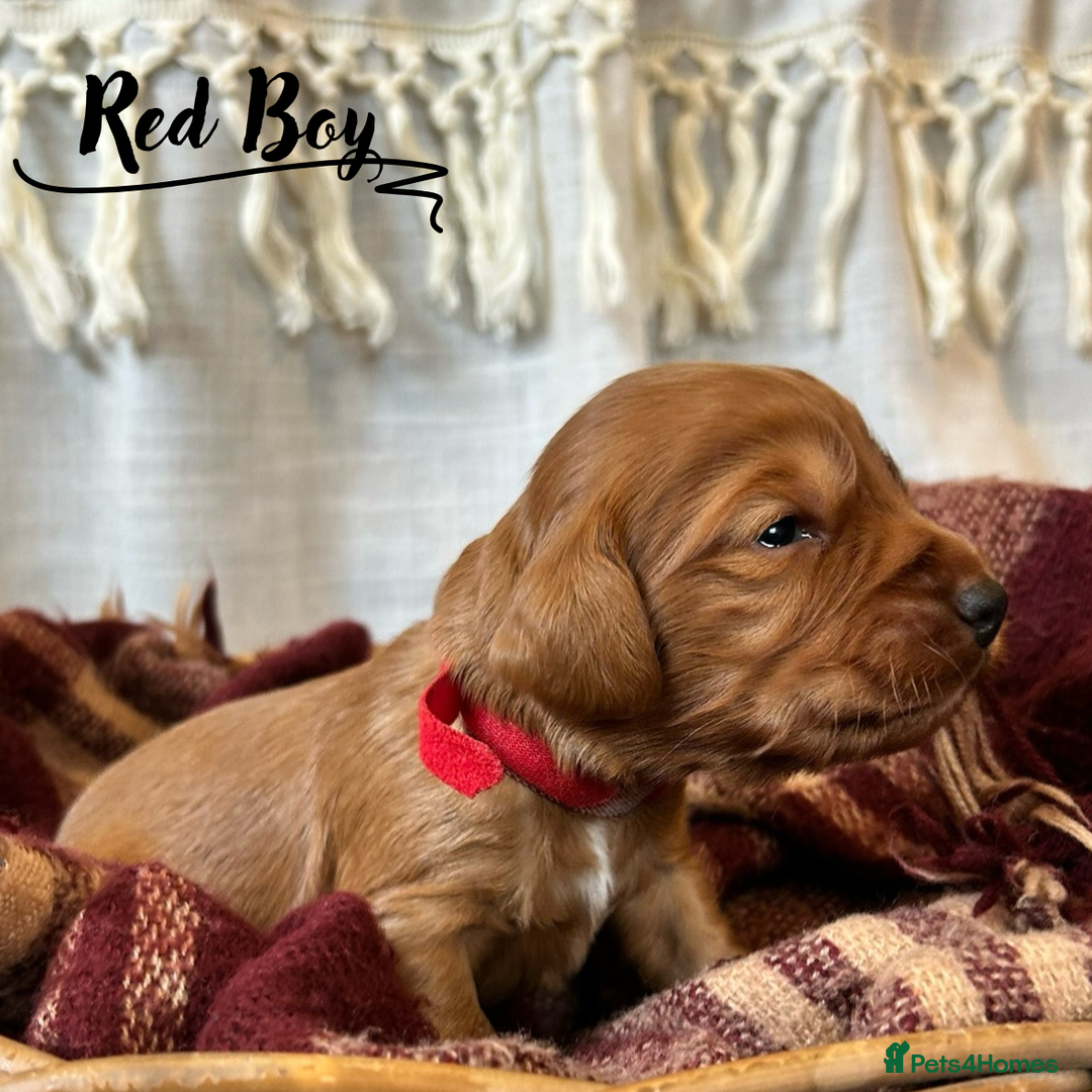 Cocker Spaniel dogs for sale: Stunning Red Working Cocker Spaniel Pups - Image 4