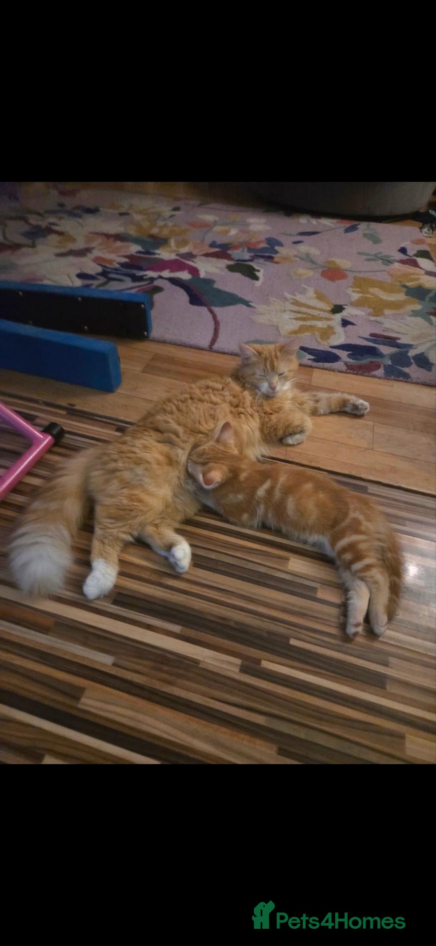 Mixed Breed cats Very loving Kittens  - Advert 2