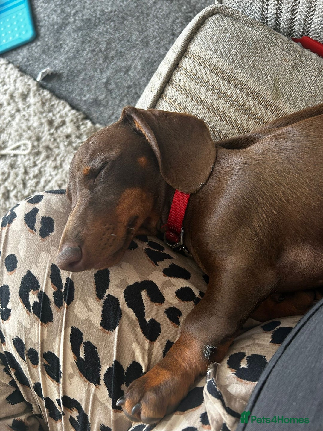 Dachshund dogs for sale: Dachshund for sale - Image 5