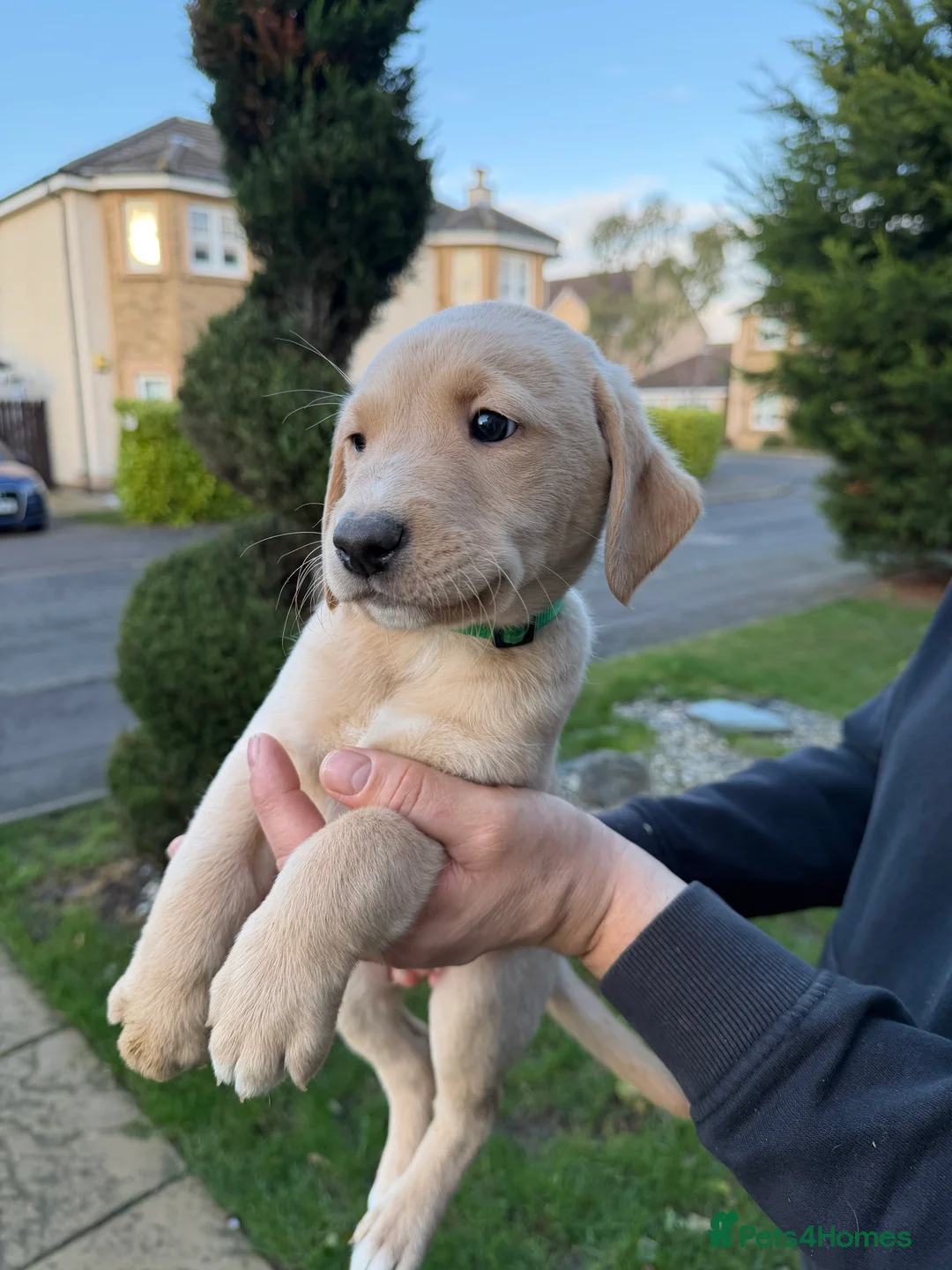 Labrador Retriever dogs for sale: Labrador Retriever Pups  - Advert 7