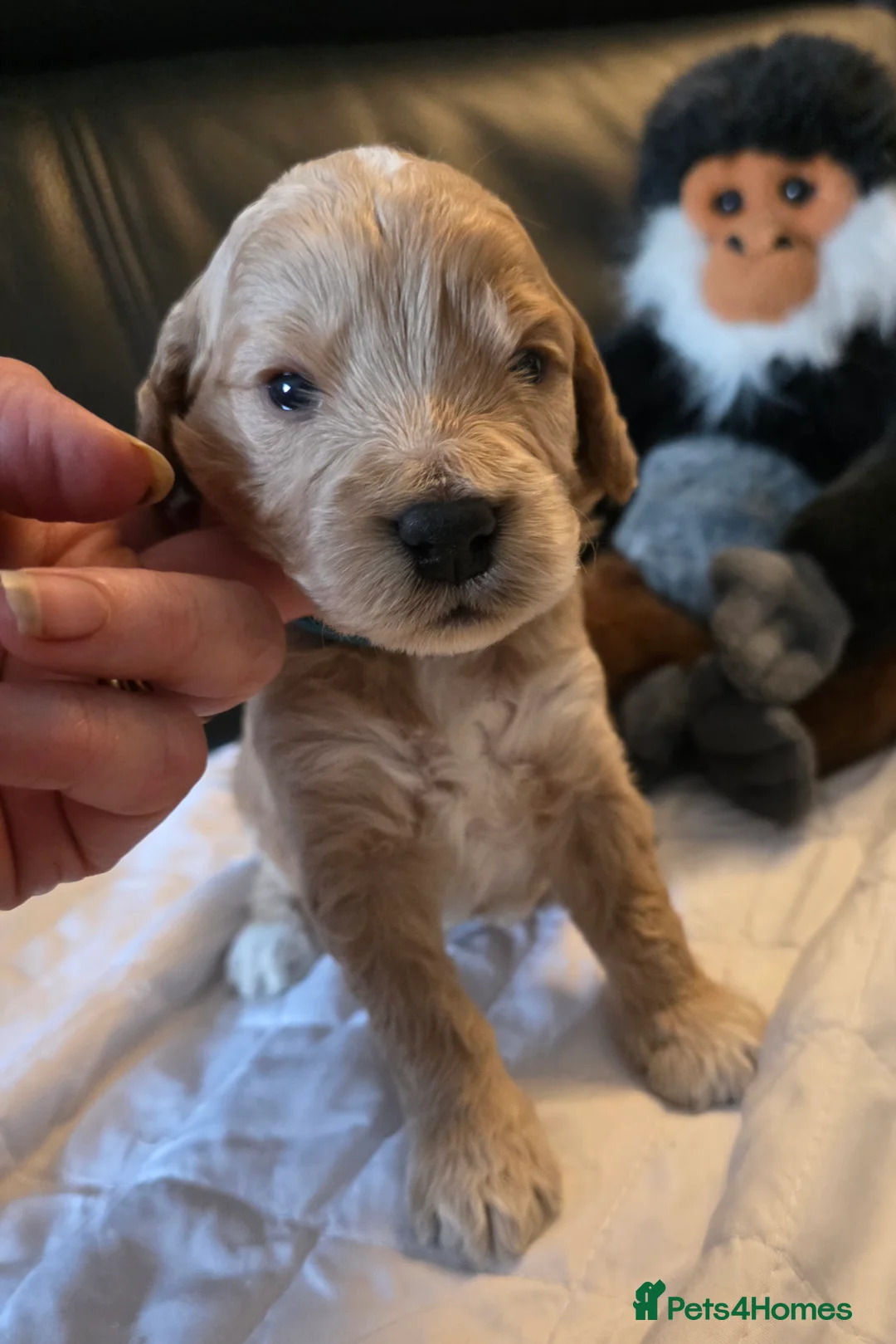Cockapoo dogs for sale: Adorable Cockerpoo Teddy Bears - Advert 15
