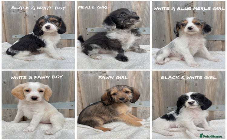 Mixed Breed dogs in Rhayader - Advert 3