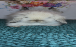 Mini Lion Lop rabbits for sale: Gorgeous fluffy mini lion lop baby bunnies - Image 14