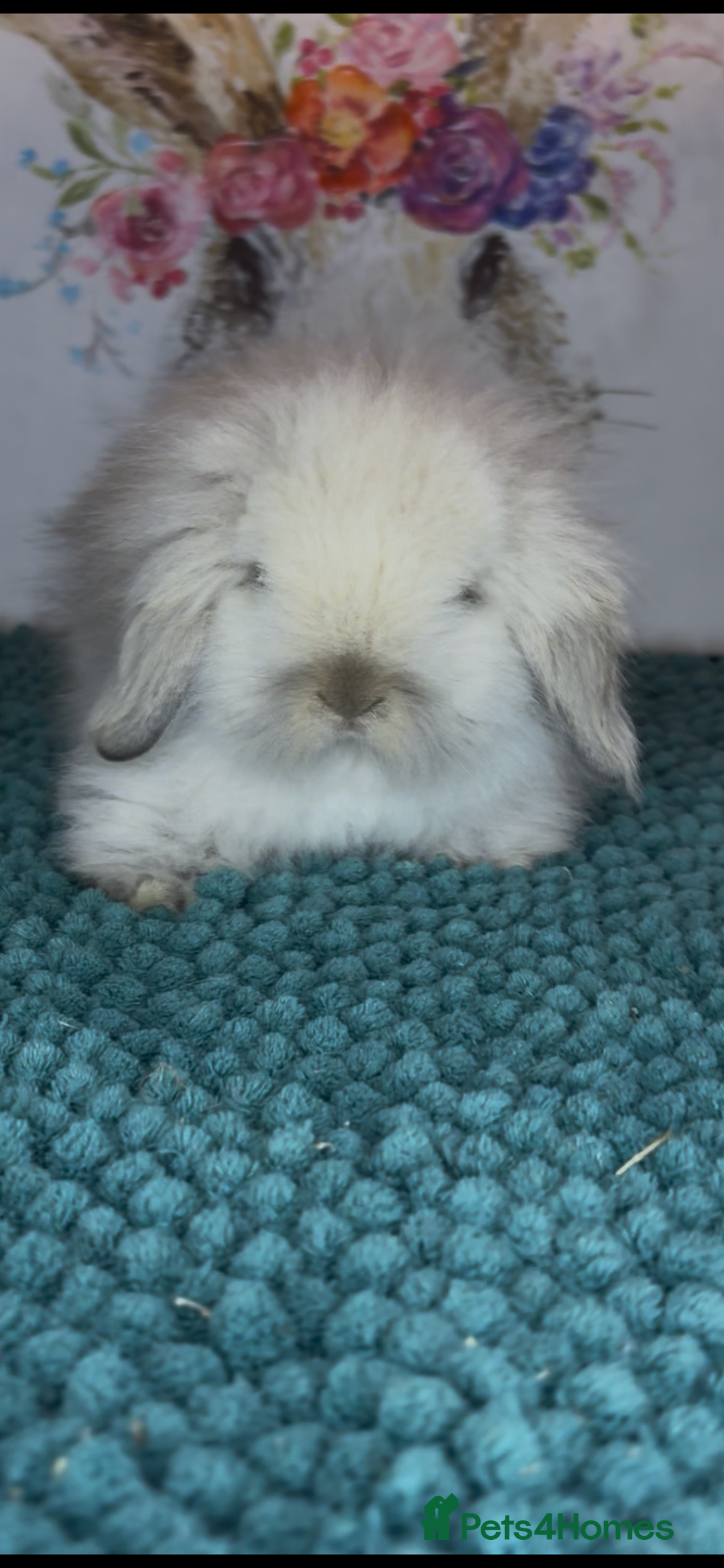 Mini Lion Lop rabbits for sale: Gorgeous fluffy mini lion lop baby bunnies - Image 14