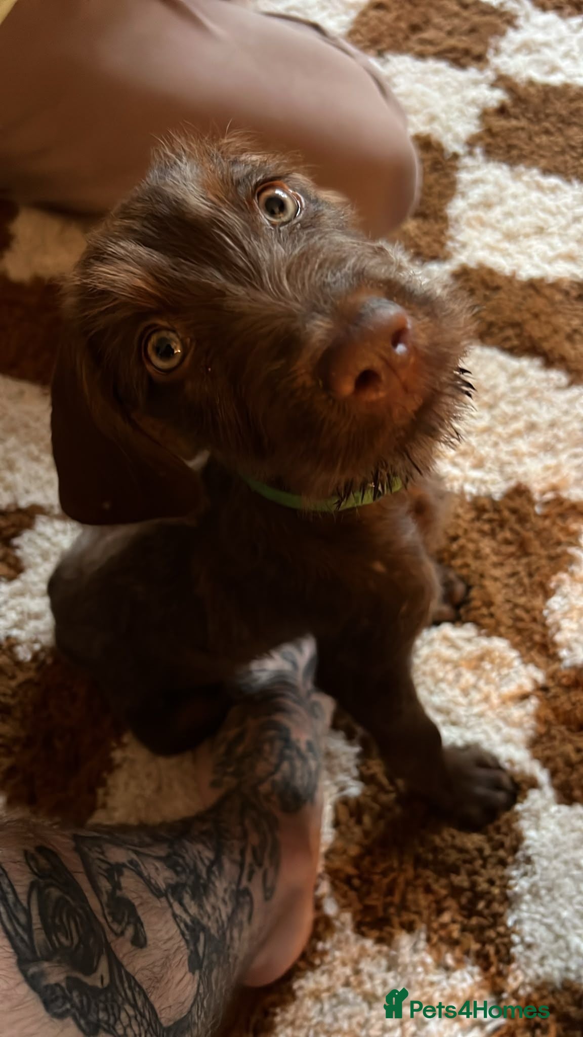 Mixed Breed dogs Ready! 3 boys fully vaccs - Weimaraner x Vizsla - Advert 1