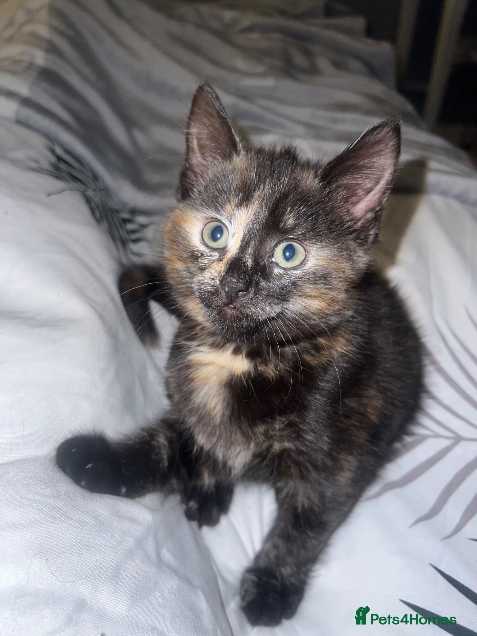 Siamese cats Beautiful siamese cross kitten  - Advert 3