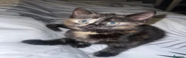 Siamese Kitten 1
