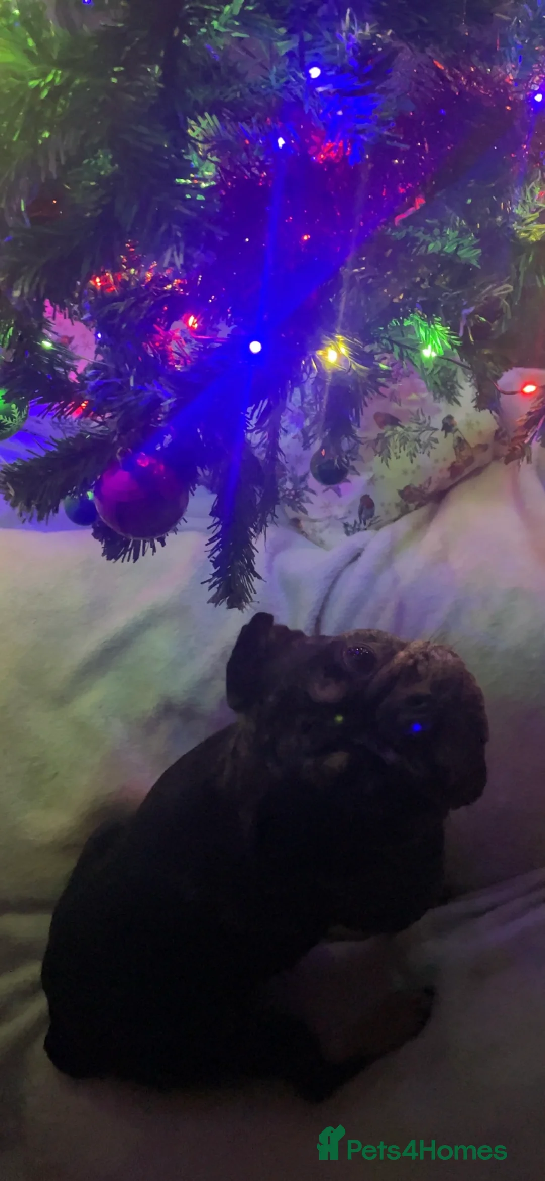 French Bulldog dogs for sale: Coco  - Advert 12