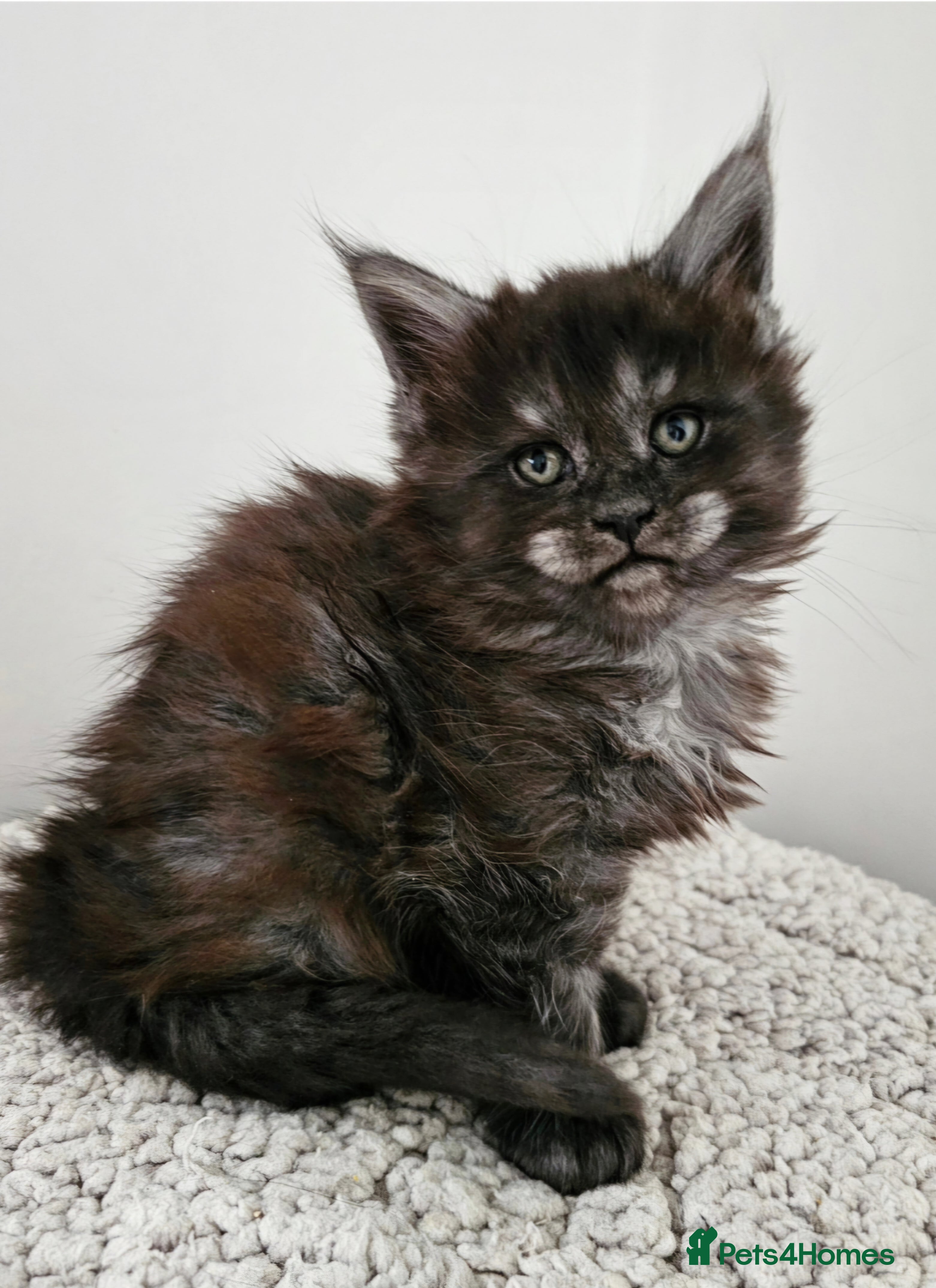 Maine Coon cats Beautiful Maine Coon kittens  - Advert 1