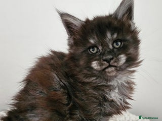 Maine Coon cats Beautiful Maine Coon kittens - Advert 8